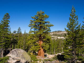 Baum im Yosemite National Park, Kalifornien, USA
