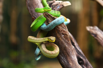 Several pit vipers hanging from the tree ready to attack.