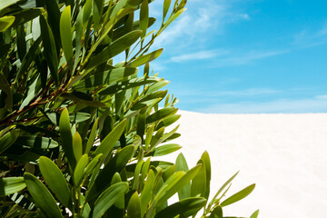 Selective focus. Green tropical bright leaves against the background of white sand and blue sky, travel concept