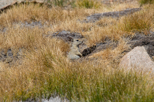Belding Ziele (Urocitelius beldingi),, Yosemite National Park, Kalifornien, USA