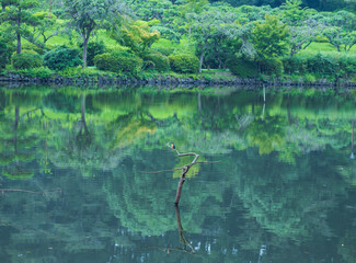 翡翠のいる水辺