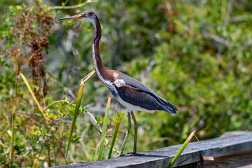 tricolored heron