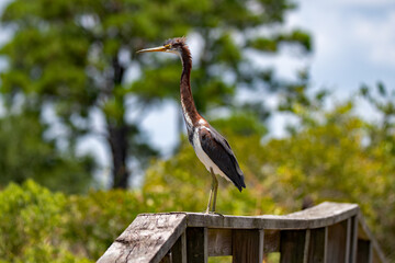 tricolored heron