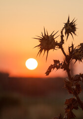 Silhouette of dry flower in sunset during the summer.