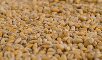 Ripe raw wheat grains close up