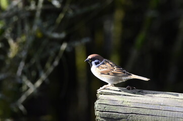 Moineau friquet (Passer montanus)