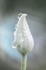 Beautiful white clematis  flower bud with a dew drops.  . Shallow depth of field