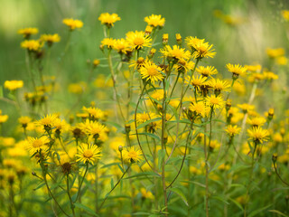 Wiese mit zahlreich blühender echten Arnika im Sonnenlicht fotografiert.