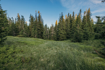 A tree in a forest