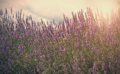 Obraz na płótnie Canvas Sunset over a violet lavender field