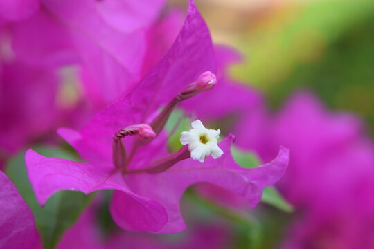 imagen fotogr&aacute;fica de alta calidad mostrando la flor trinitaria