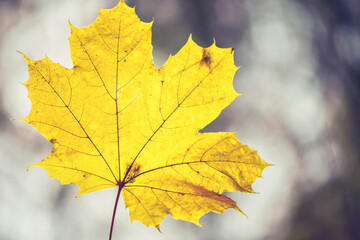 Closeup of one maple leaf on the car windshield. Indian summer season. Instagram style