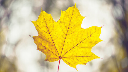 Closeup of one maple leaf in the sunlight of autumn forest. Indian summer season. Instagram style