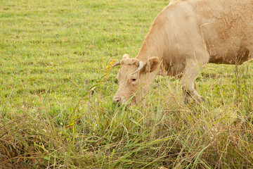 a limousin breed cow grazes in the tall grass