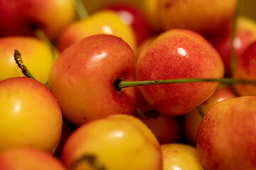 Harvested cherries in tray in spring.