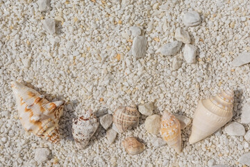 background of sea shells on white small and large pebbles