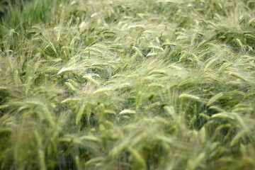 field of rye in the summer