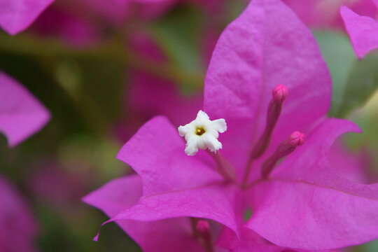 imagen fotogr&aacute;fica de alta calidad mostrando la flor trinitaria