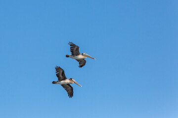 Kalifornischer Braun Pelikan (Pelecanus occidentalis californius), Santa Cruz, Kalifornien, USA