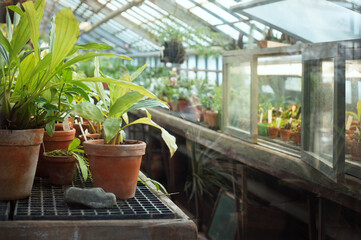 Fototapeta na wymiar Potted tropical plants in the hothouse