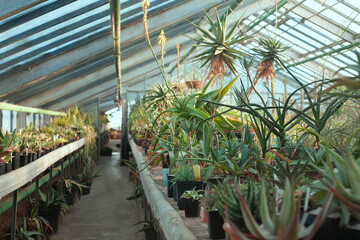 Fototapeta na wymiar Potted tropical plants in the hothouse