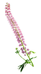 Long inflorescence of delicate pink lupine (Lupinus) flowers and foliage isolated on white.
