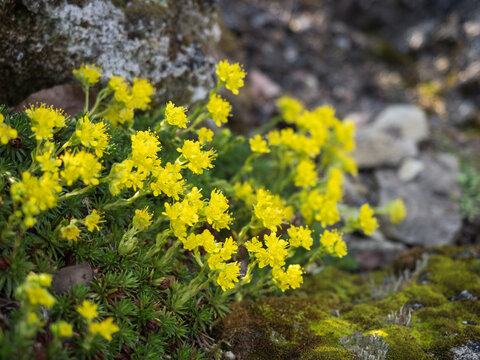 Gelb blühende Pflanzen des in der Bergen von Süd- und Osteuropa vorkommenden Athos-Steinbrech.
