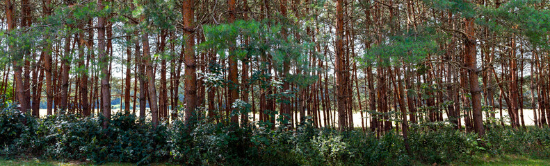 Fototapeta premium view trough trees on a meadow in the background
