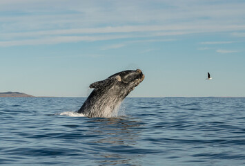 Fototapeta premium Southern Right Whale, Eubalaena australis, breaching, Nuevo Gulf, Valdes Peninsula, Argentina, a UNESCO World Heritage site.