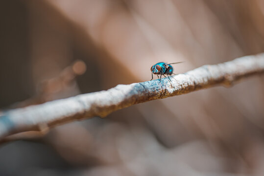 common green bottle fly, Lucilia sericata, resting in a plant in summer