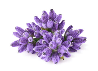 Lavender flowers isolated on white background