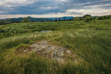 A herd of sheep standing on top of a lush green field