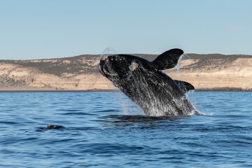 Southern Right Whale, Eubalaena australis, breaching, Nuevo Gulf, Valdes Peninsula, Argentina, a UNESCO World Heritage site.