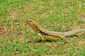 Fototapeta premium Beautiful colored butterfly lizard with green grass on the ground