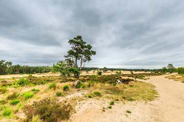 Fototapeta premium Landscape Rozendaalse Veld in the Dutch province of Gelderland during the drought 2018 views over dried grass, old ox cart traces and solitary trees against dark cloudy sky
