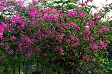 Pink bougainvillea flowers in the garden.