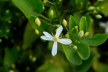Jasmine flower in the garden.