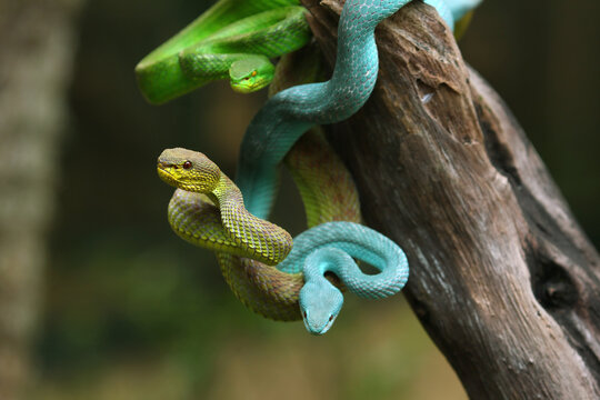 Several pit vipers hanging from the tree ready to attack.