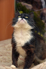 cute  fluffy black with white breasted cat sitting