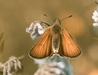 Detailreiche Nahaufnahme von einen Schmetterling (Dickkopffalter) der mit weit ausgebreiteten Flügeln an einer weiß blühenden Pflanze sitzt.