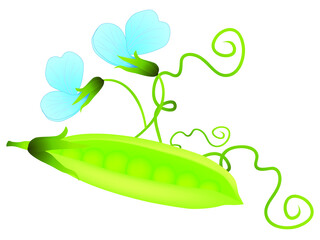 Plakat Green pea pod and flower isolated on white background.