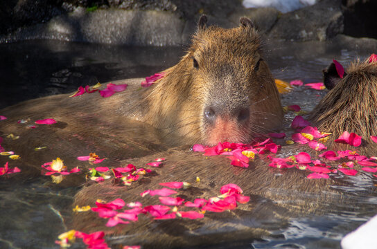 Capybara in the hot spring