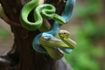 Obraz premium Several pit vipers hanging from the tree ready to attack.