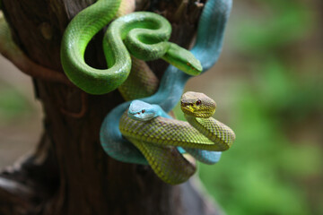 Several pit vipers hanging from the tree ready to attack.