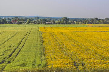 Landscape green and yellow fields. rapeseed fields.