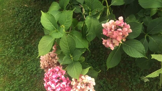 Hydrangea is a genus of floral plants in the Hydrangeaceae family