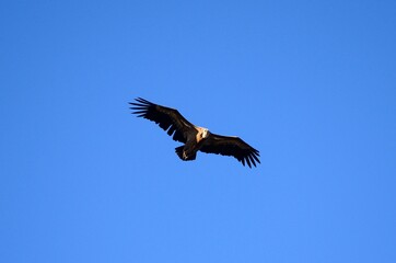 Vautour fauve (Gyps fulvus)