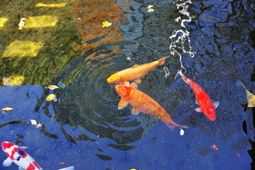 撒かれたエサに群がるニシキゴイ