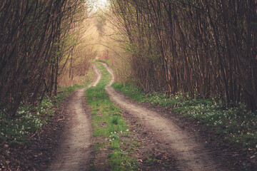 A dirt road through a thick and dark forest