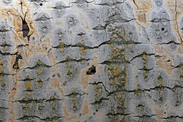 Natural background. Bark of an old poplar close-up.